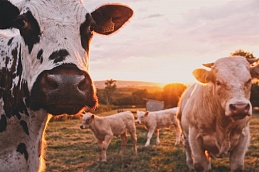 Добрянская станция по борьбе с болезнями животных напоминает о необходимости профилактики заболеваний крупнорогатого скота